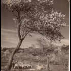 Contrada_Carlino_Mandorli_in_ fiori.jpg